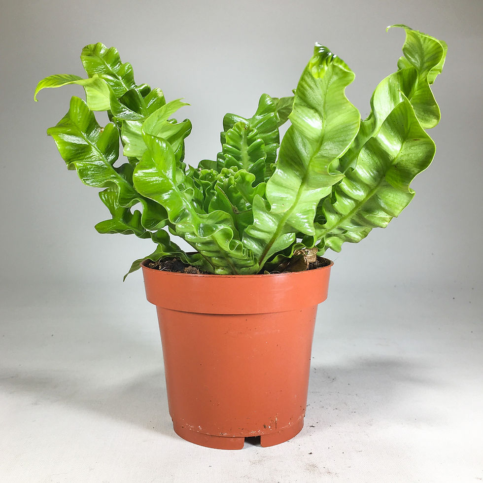Küçük resim: Asplenium Nidus "Crispy Wave" (12 cm Saksıda) Özel Tür Eğrelti Fern