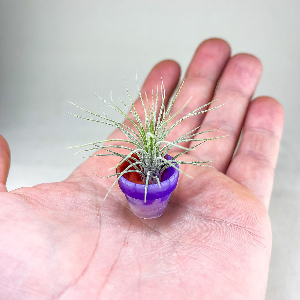 Küçük resim: Tillandsia Funckiana Pup (S) - Yavru Hava Bitkisi Air Plant