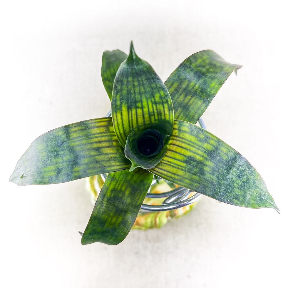 Küçük resim: Vriesea "Nova" Gigantea Seideliana (M) Özel Nadir Tür Bromeliad