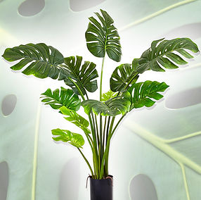 Monstera Deliciosa (Deve Taban) Bakm | Gurme Bitki