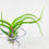 Küçük resim: Tillandsia Bulbosa (M) - Hava Bitkisi Airplant