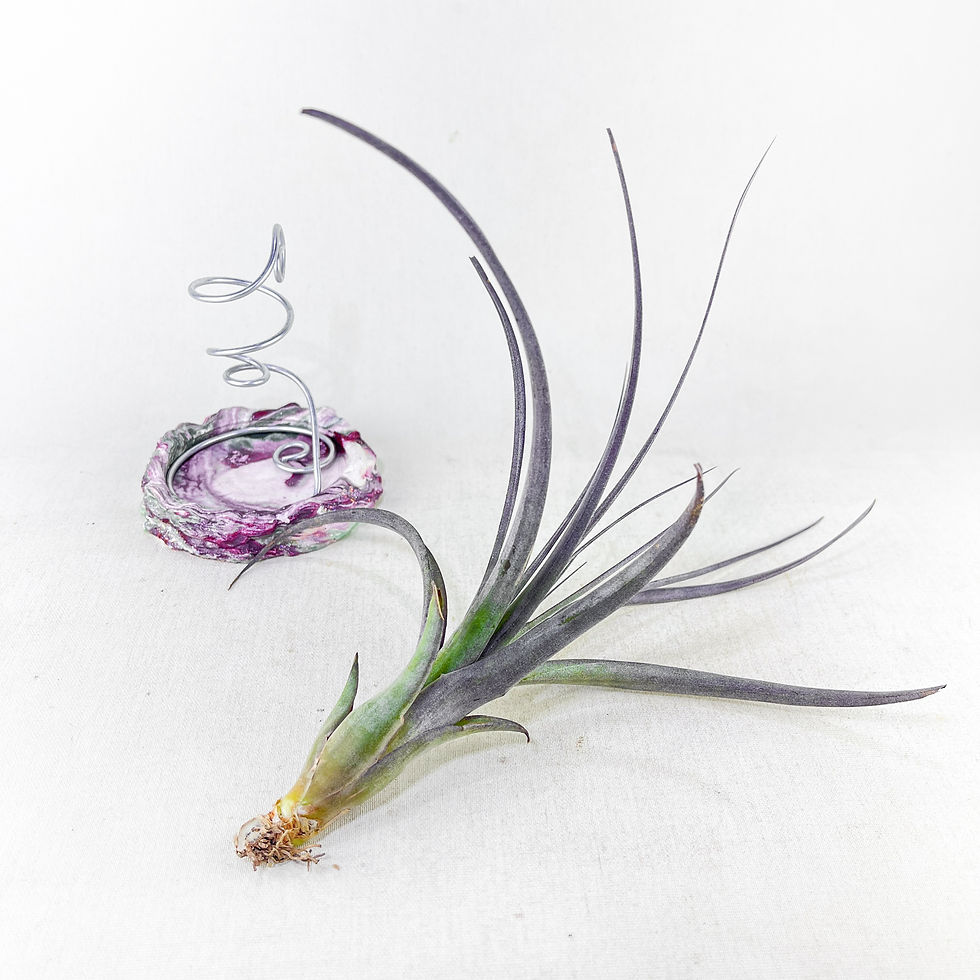 Küçük resim: Tillandsia Royale (M) - Özel Tür Hava Bitkisi Airplant