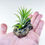 Küçük resim: Tillandsia Ionantha Green (M) Gold Stand - Hava Bitkisi Air Plant ionantha