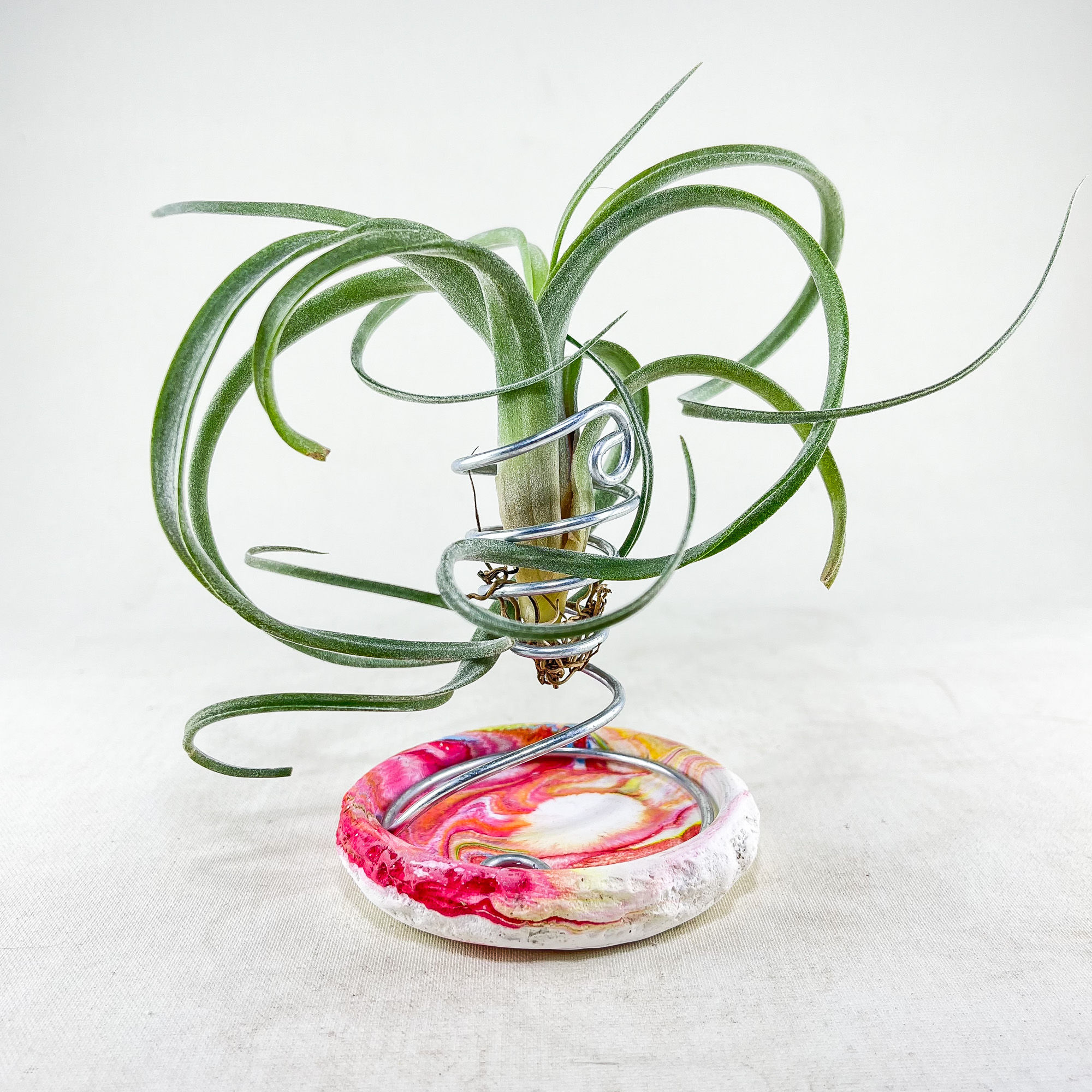 Tillandsia Curly Slim (M) - Hava Bitkisi Airplant