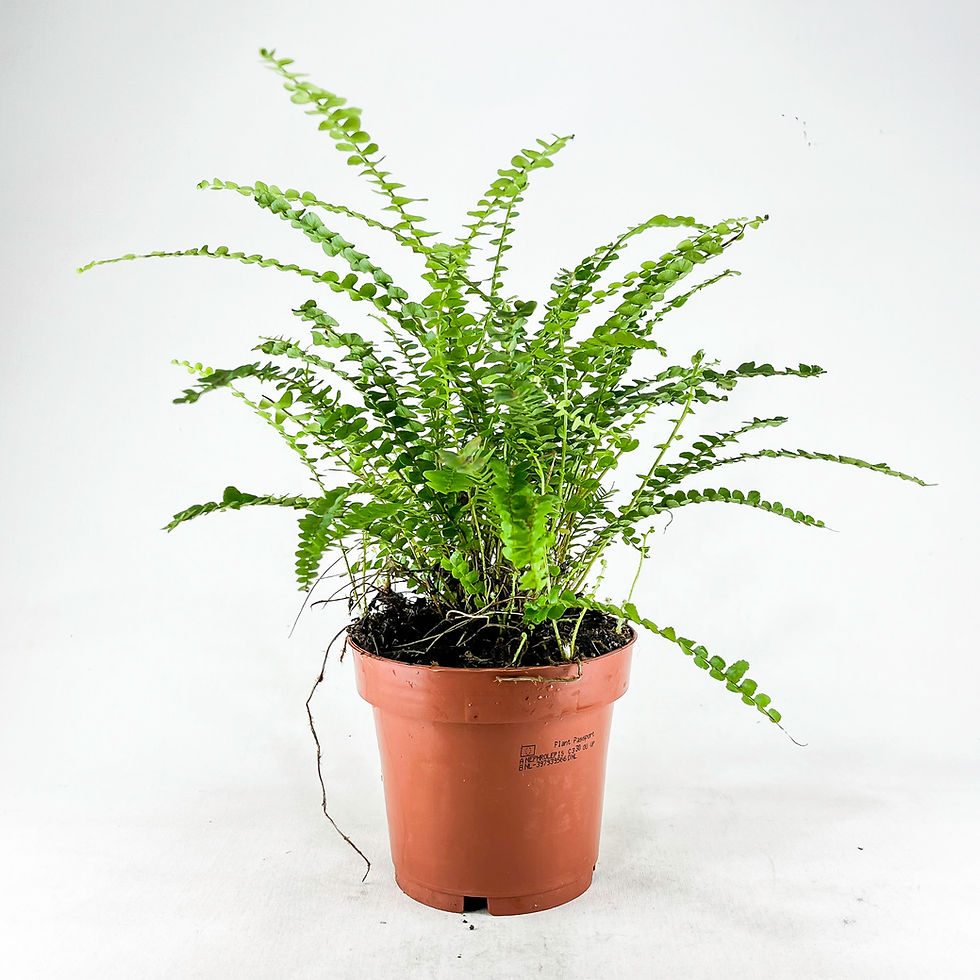 Küçük resim: Nephrolepis Exaltata Duffy (12 cm Saksıda) Özel Tür Aşk Merdiveni Eğrelti