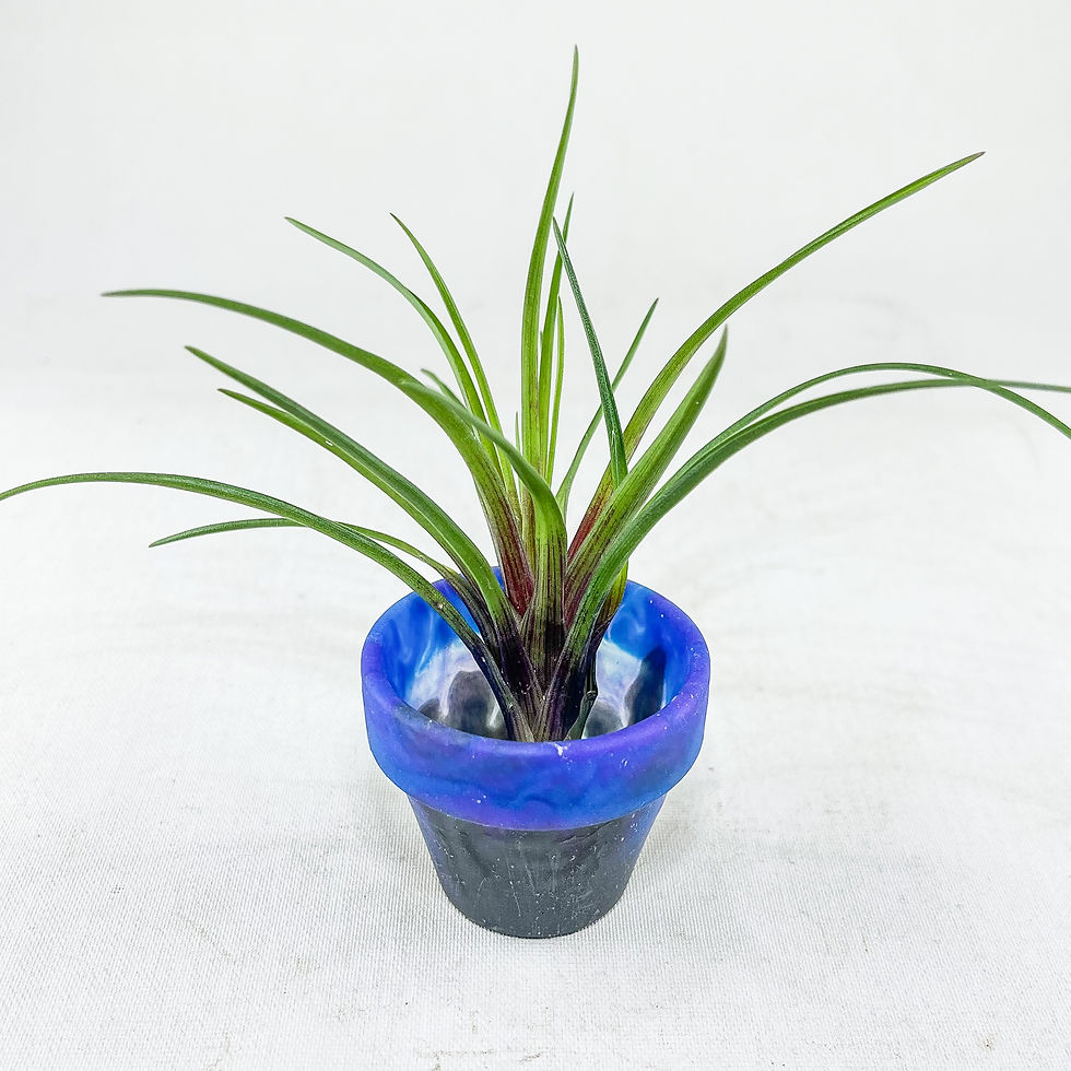 Küçük resim: Tillandsia Cyanea Pup (S) - Yavru Hava Bitkisi Air Plant