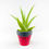 Küçük resim: Tillandsia Samantha Pup (S) Ödüllü Nadir Tür Yavru Hava Bitkisi Airplant