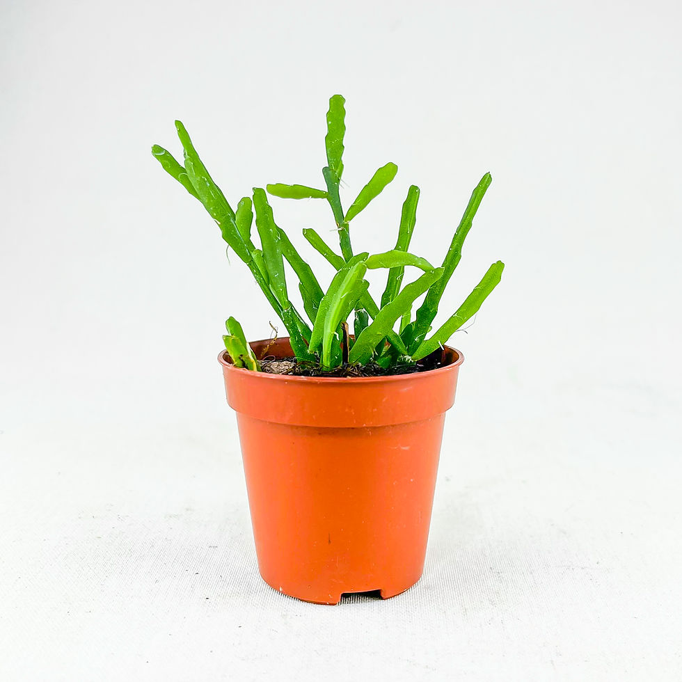 Küçük resim: Rhipsalis Trigona (5.5 cm Saksıda) Tropik Epifit Kaktüs