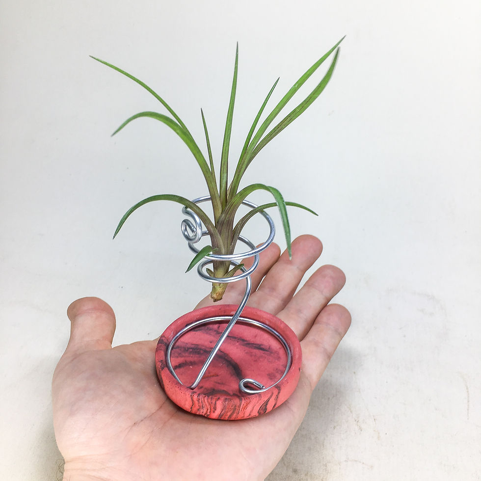 Küçük resim: Tillandsia - Wallisia Cyanea (M) - Köksüz Hava Bitkisi Air Plant