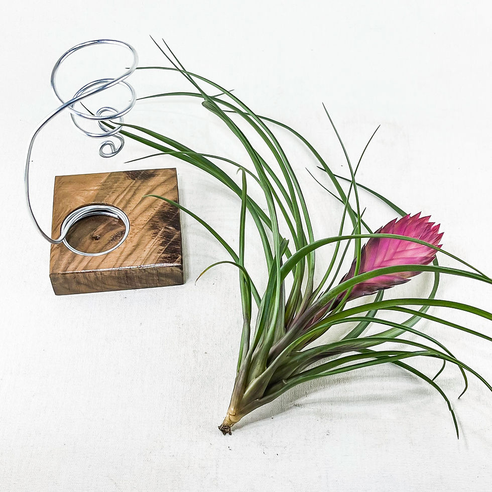 Küçük resim: Cyanea Grounded Stand - Tillandsia Aranjman Pink Quill Hava Bitkisi Çiçeği