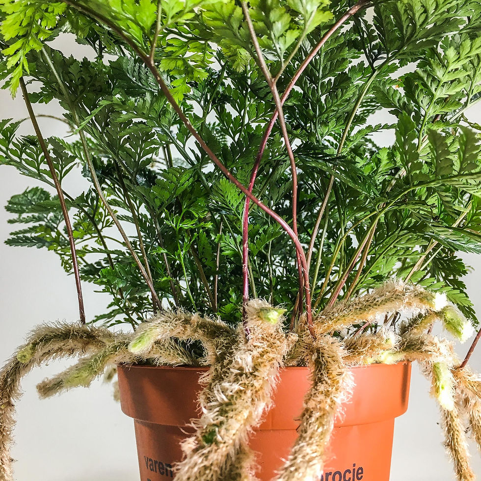 Küçük resim: Humata Tyermanii (12 cm Saksıda) Eğrelti