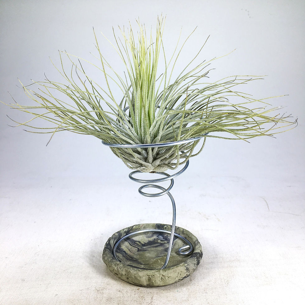 Tillandsia Magnusiana (M) - Hava Bitkisi Air Plant