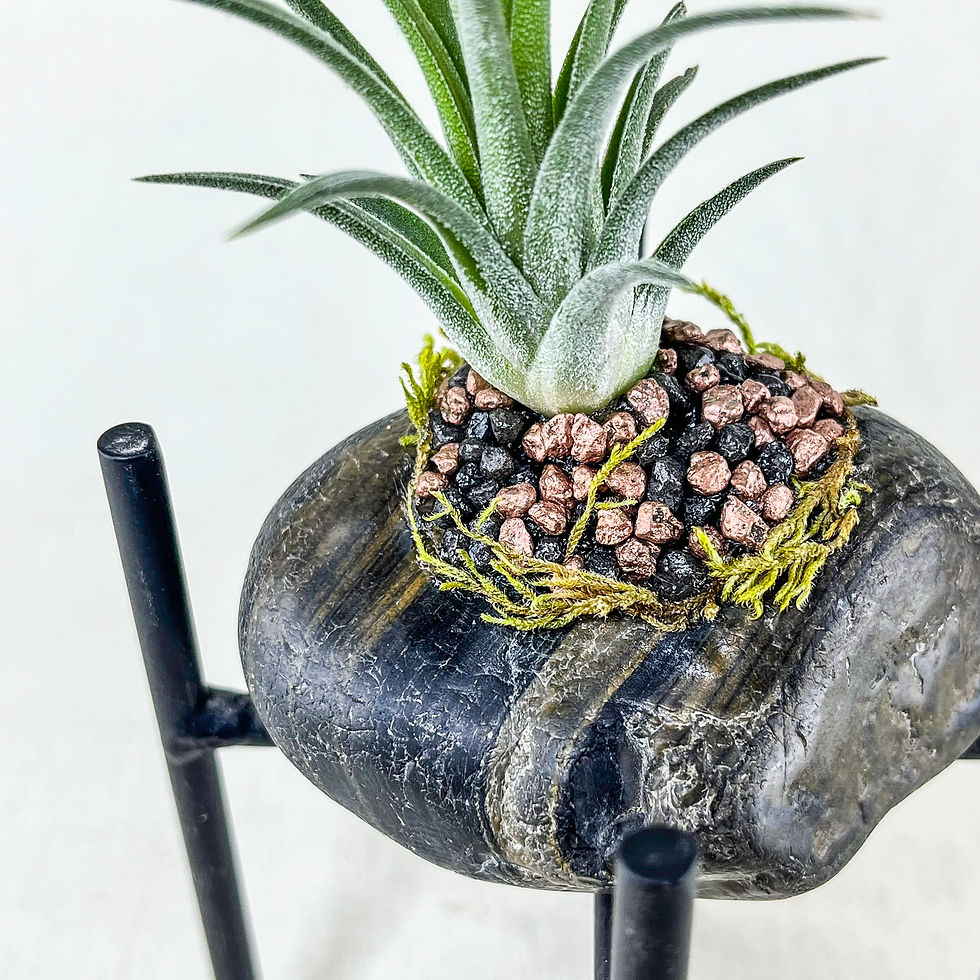 Küçük resim: Natural Elegance - Tillandsia ionantha Hava Bitkisi Airplant Aranjman