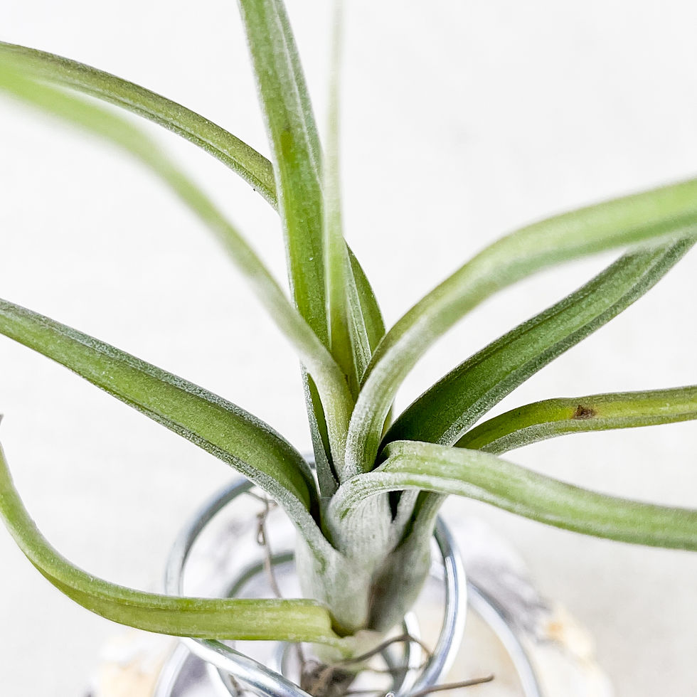 Küçük resim: Tillandsia Intermedia (M) - Hava Bitkisi Airplant