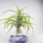 Tillandsia Streptophylla M