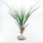 Tillandsia Fasciculata XXL