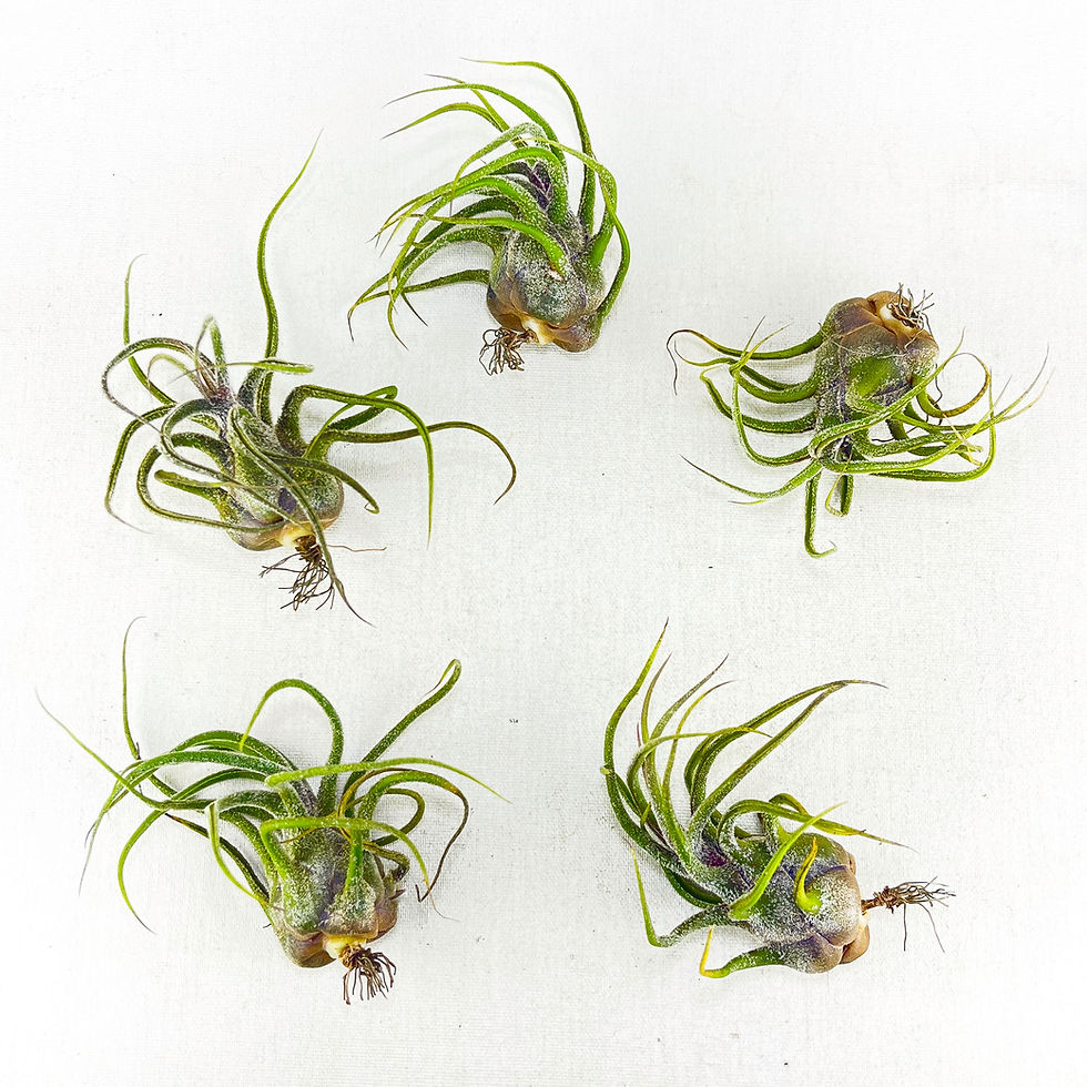 Küçük resim: Tillandsia Pruinosa (M) - Hava Bitkisi Air Plant