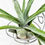 Küçük resim: Tillandsia Streptophylla (L) Hava Bitkisi Airplant