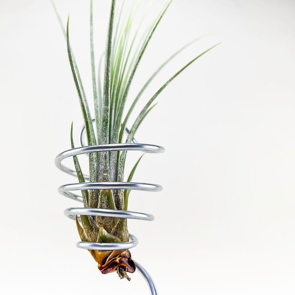 Küçük resim: Tillandsia Juncea (S) - Hava Bitkisi Airplant