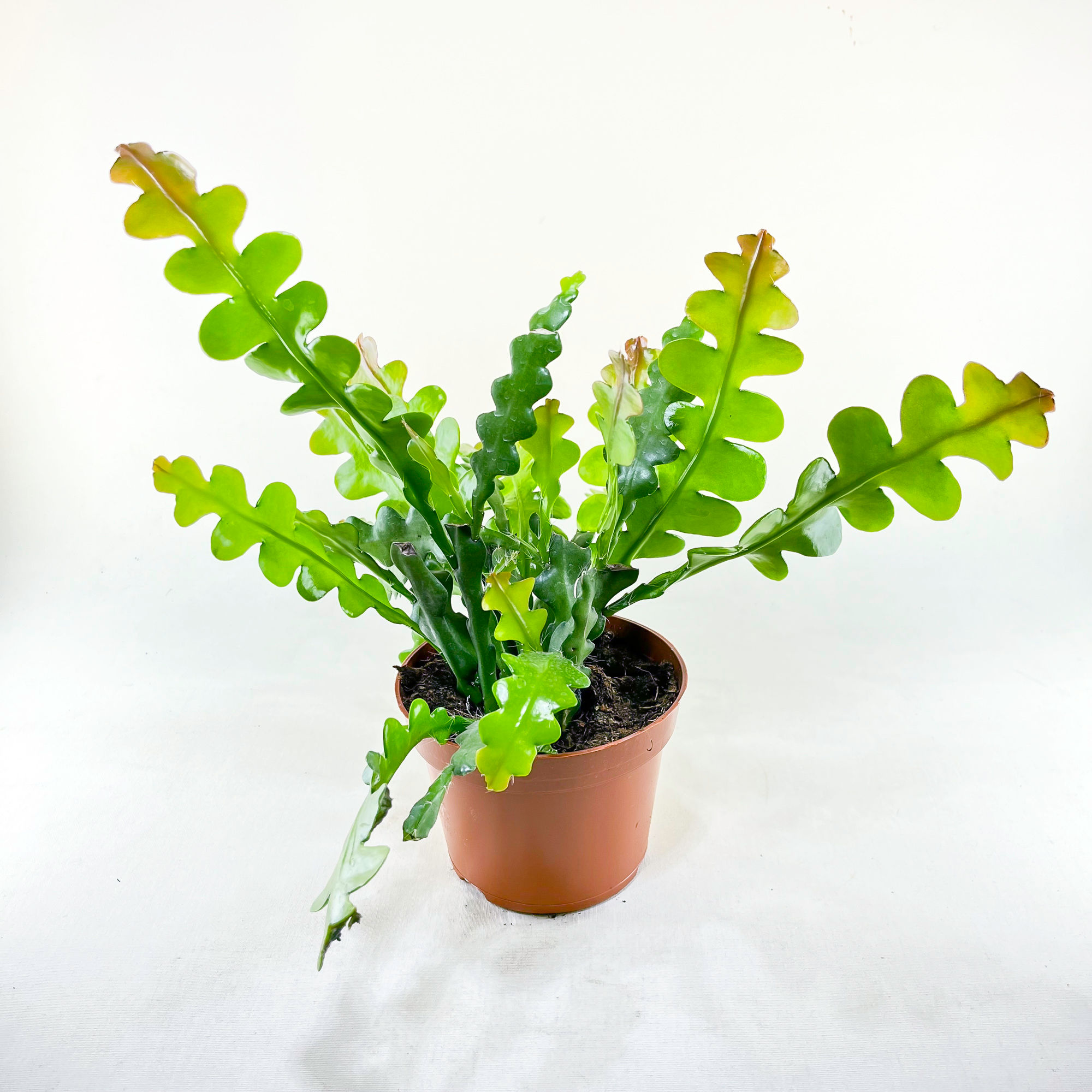 Epiphyllum Anguliger (10.5 cm Saksıda) Kılçık Atlas Çiçeği