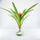 Küçük resim: Guzmania Minor "Ice Cream" (L) - Dekoratif Standı İle Özel Tür Bromeliad Guzmany