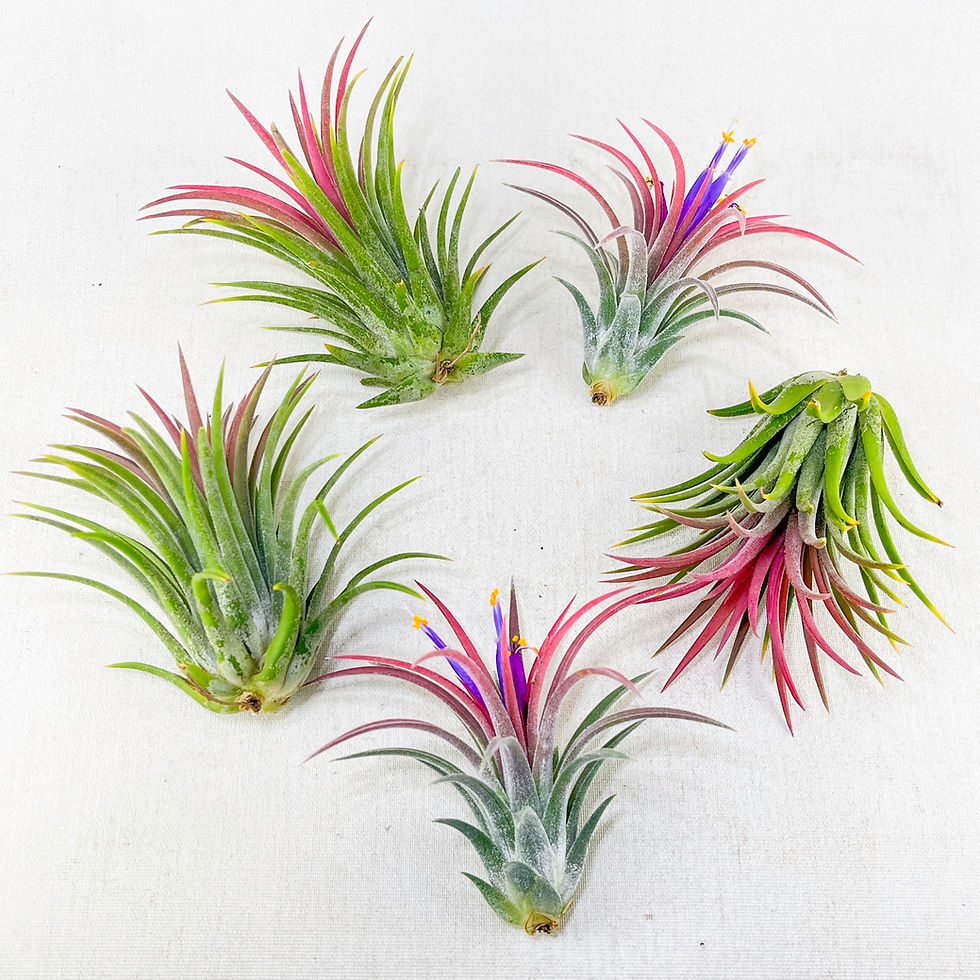 Küçük resim: Tillandsia Ionantha Rubra (M) - Hava Bitkisi Air Plant ionantha