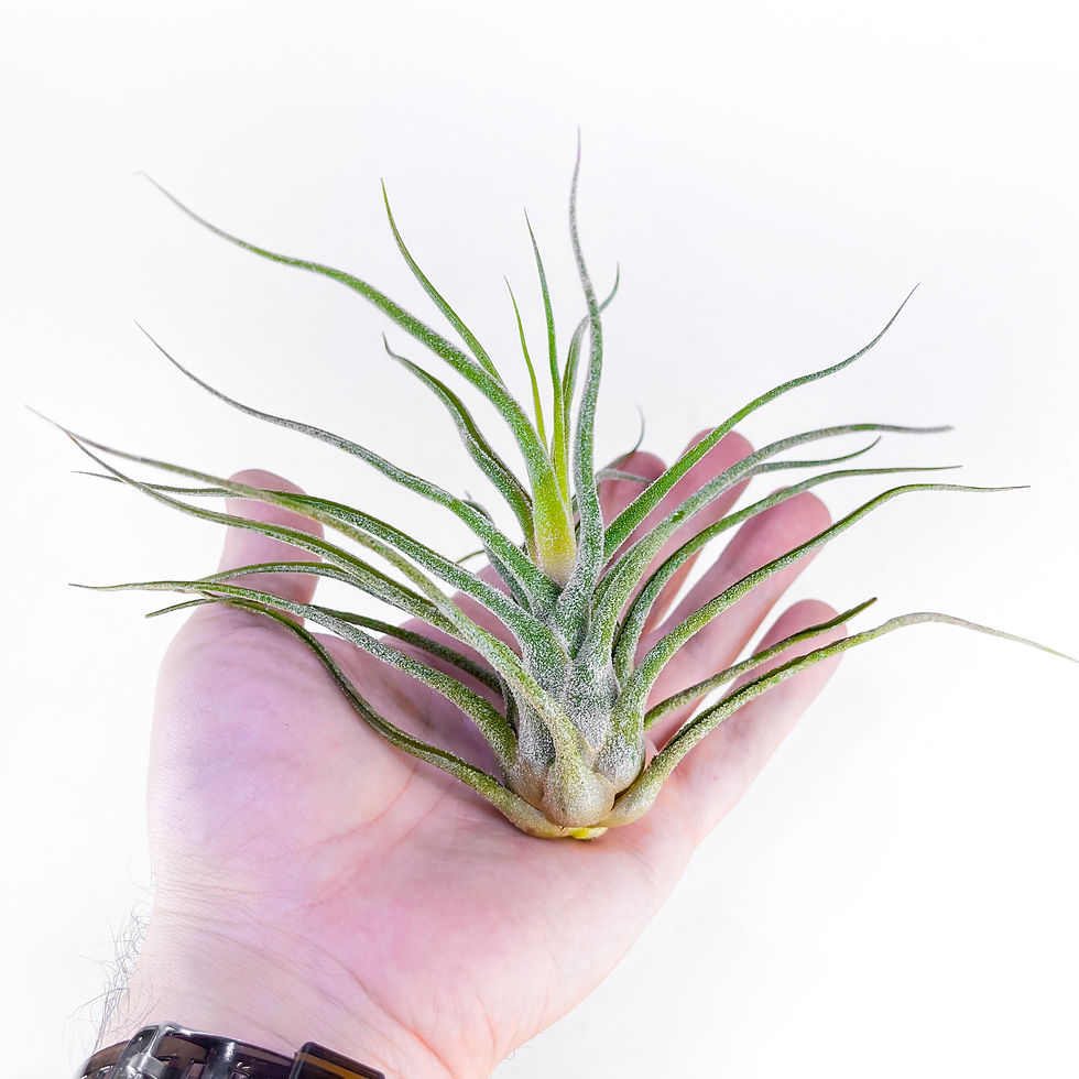 Küçük resim: Tillandsia Pruinosa (L) - Hava Bitkisi Air Plant