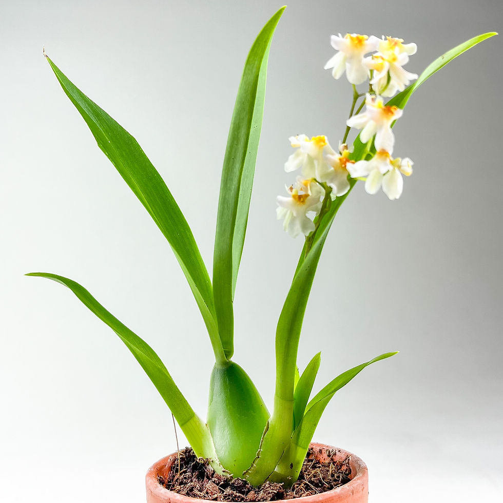 Küçük resim: Oncidium Twinkle "Dancing Lady Orchid" Özel Tür Mini Orkide (5.5 cm Saksıda)