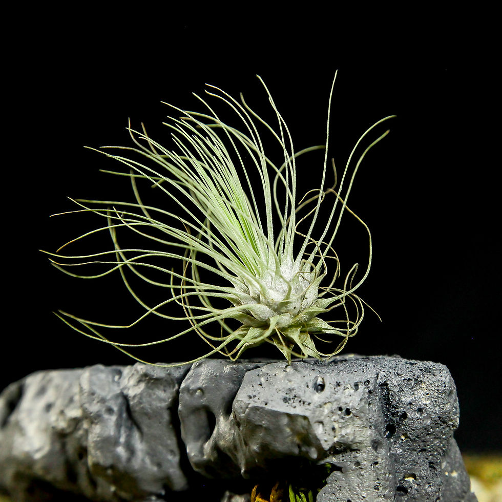 Küçük resim: Tillandsia Argentea (M) - Hava Bitkisi Air Plant