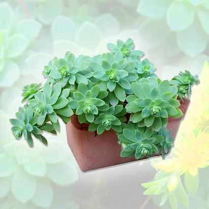 sedum-palmeri-profil.jpg