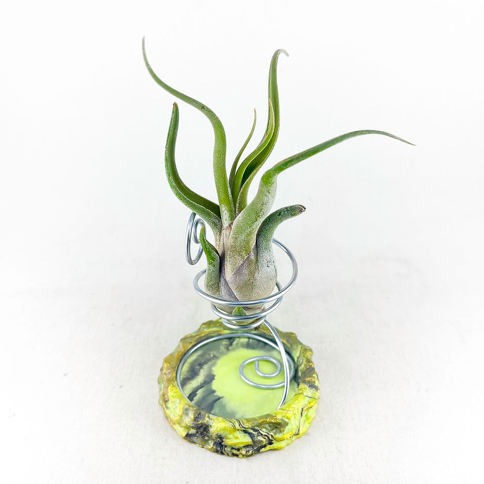 Küçük resim: Tillandsia Caput Medusae (M) Hava Bitkisi Airplant