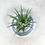Küçük resim: Tillandsia Ionantha Green (M) - Hava Bitkisi Air Plant ionantha