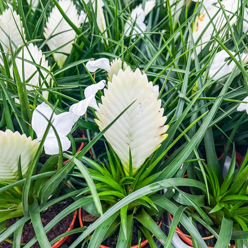 Tillandsia (Wallisia) Cyanea 