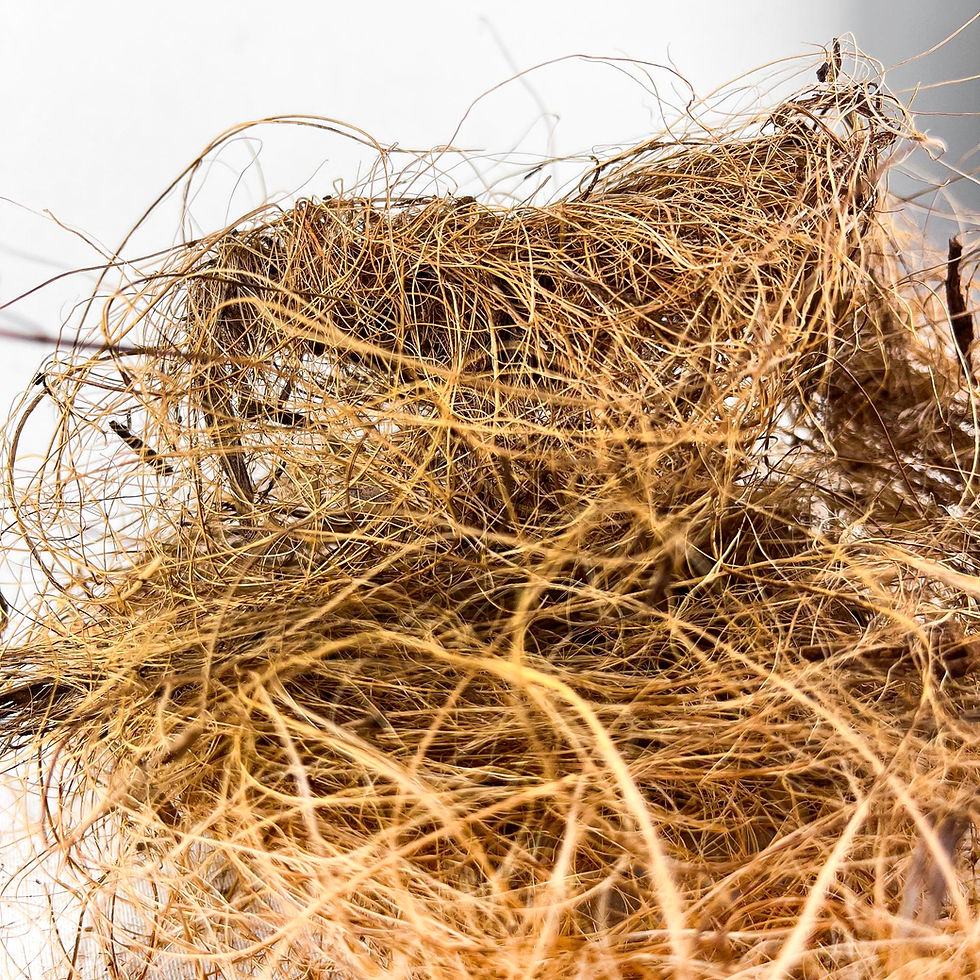 Küçük resim: Coco Fiber 20 gr - Hindistan Cevizi Kabuğu Lifi