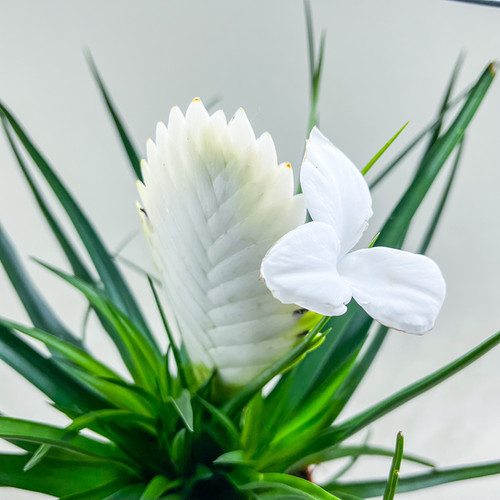 Tillandsia (Wallisia) Cyanea 