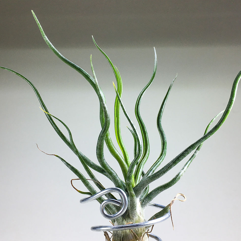 Küçük resim: Tillandsia Showtime (M) - Özel Tür Hava Bitkisi Air Plant