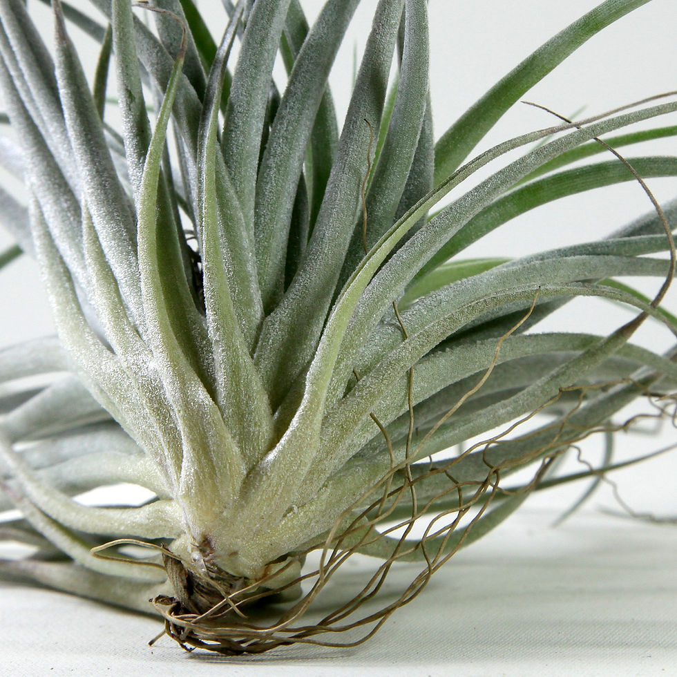 Küçük resim: Tillandsia Stricta Cotton Candy (M) - Hava Bitkisi Airplant