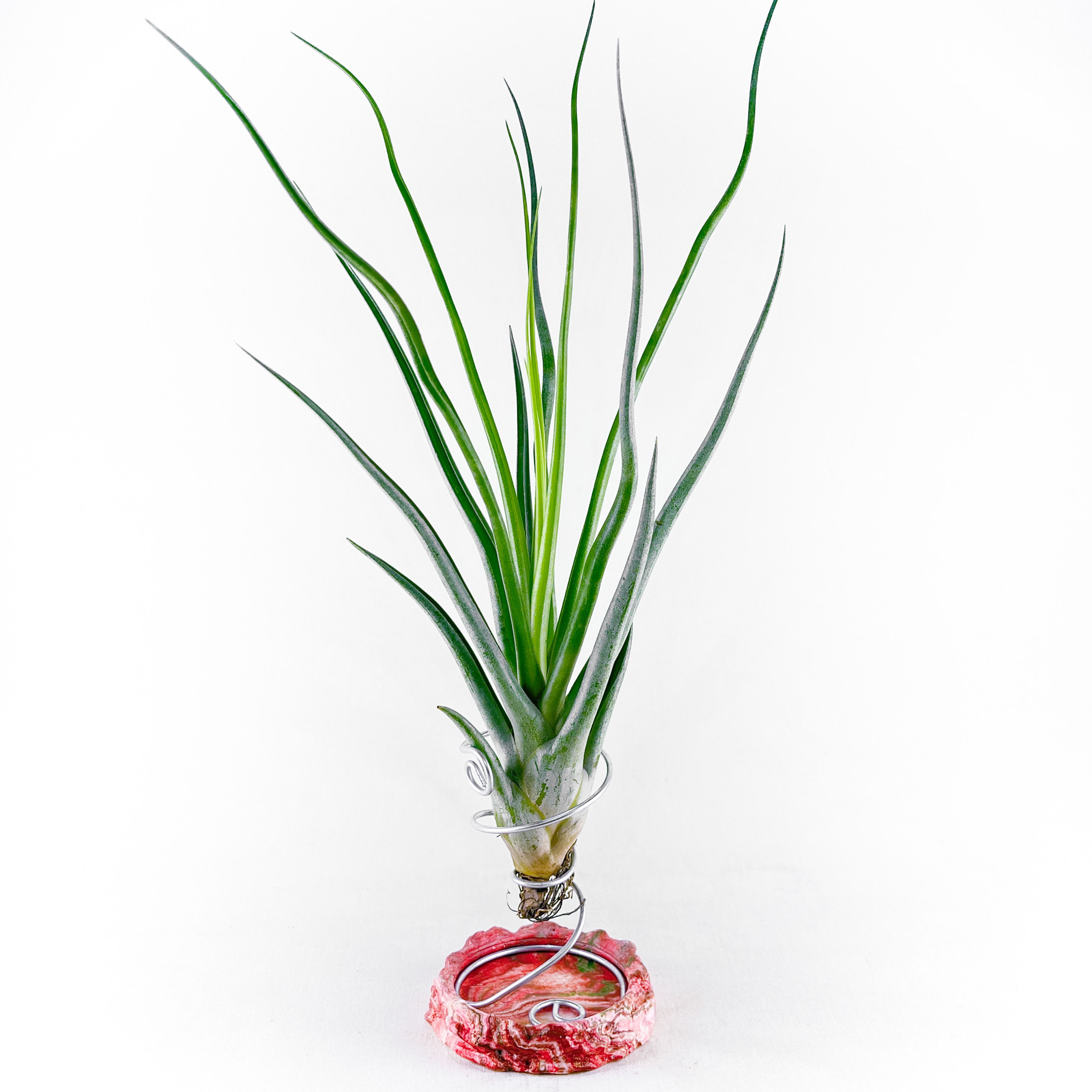 Tillandsia Mali Dofitas (L) Özel Nadir Tür Hava Bitkisi Airplant