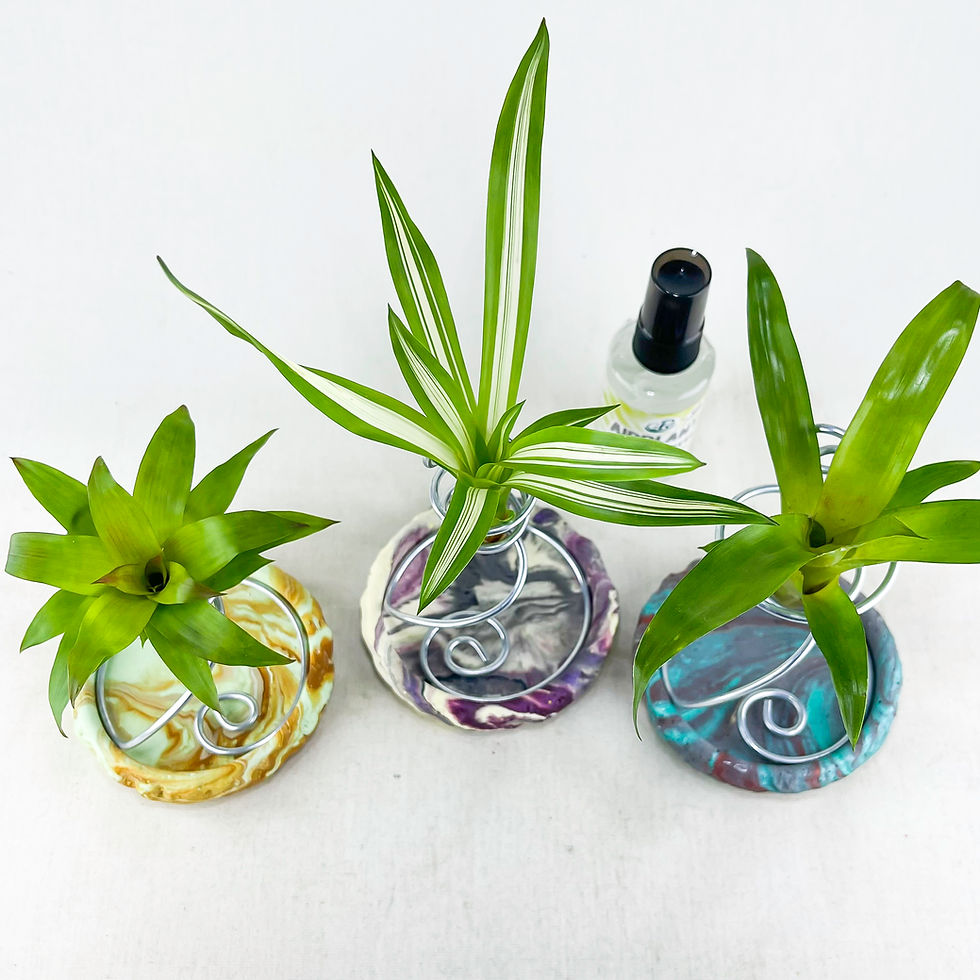 Küçük resim: Bromeliad Set No:1 - Alev Kılıcı Guzmanya Seti