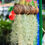 Küçük resim: Tillandsia Usneoides (120+ cm) - İspanyol Yosunu Spanish Moss Hava Bitkisi