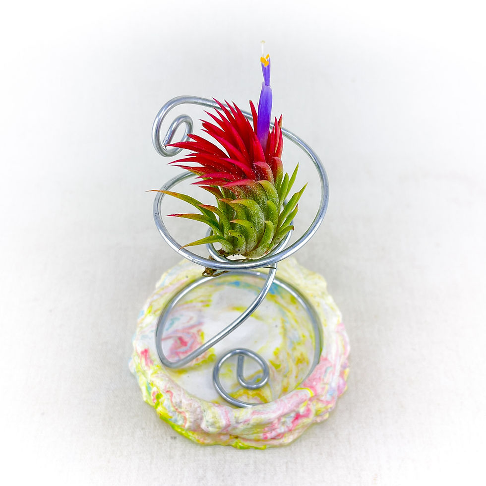 Küçük resim: Tillandsia Ionantha "Enano" (S) - Hava Bitkisi Air Plant Bodur ionantha