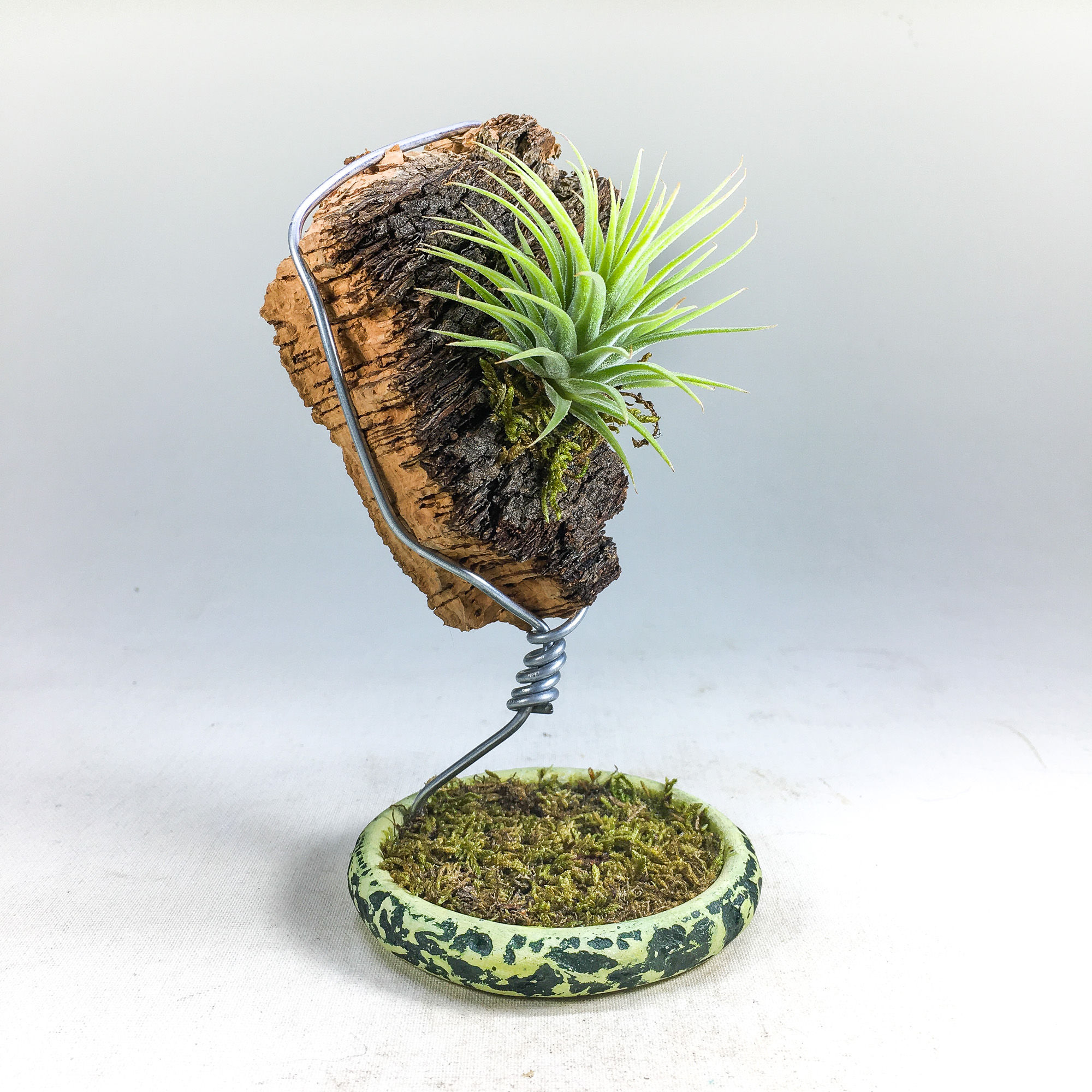 Ionantha In The Jungle - Mantar Kabuk Tillandsia ionantha Aranjman
