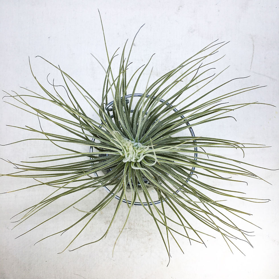 Küçük resim: Tillandsia Magnusiana (M) - Hava Bitkisi Air Plant