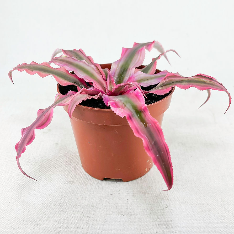 Küçük resim: Cryptanthus Bivittatus "Pink Star" (8.5 cm Saksıda)