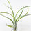 Küçük resim: Tillandsia Intermedia (M) - Hava Bitkisi Airplant