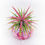 Küçük resim: Tillandsia Ionantha Rubra (M) - Hava Bitkisi Air Plant ionantha