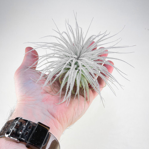 Tillandsia Tectorum Ecuador 