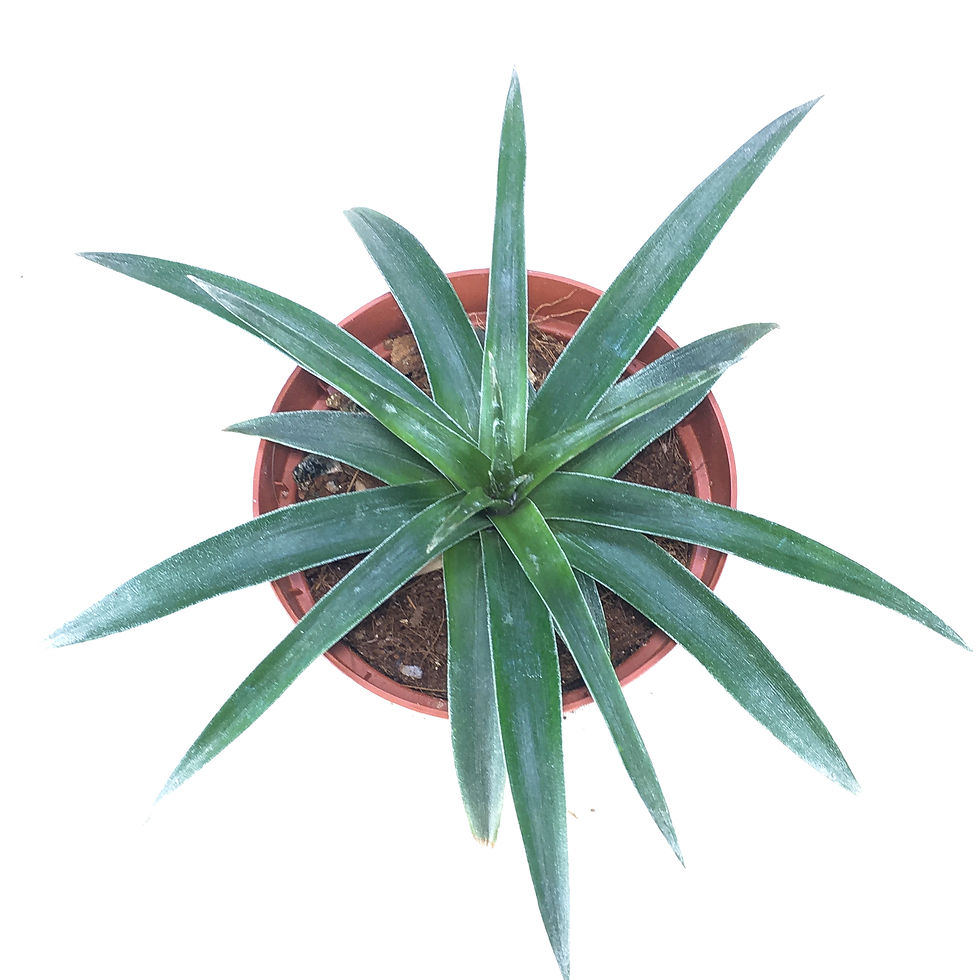 Küçük resim: Ananas Comosus (8.5 cm Saksıda) Yenebilen Meyveli Ananas Bitkisi Bromeliad