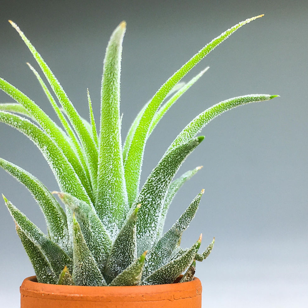 Küçük resim: Tillandsia Ionantha Yellow Pup (XS) - Yavru Hava Bitkisi Air Plant ionantha