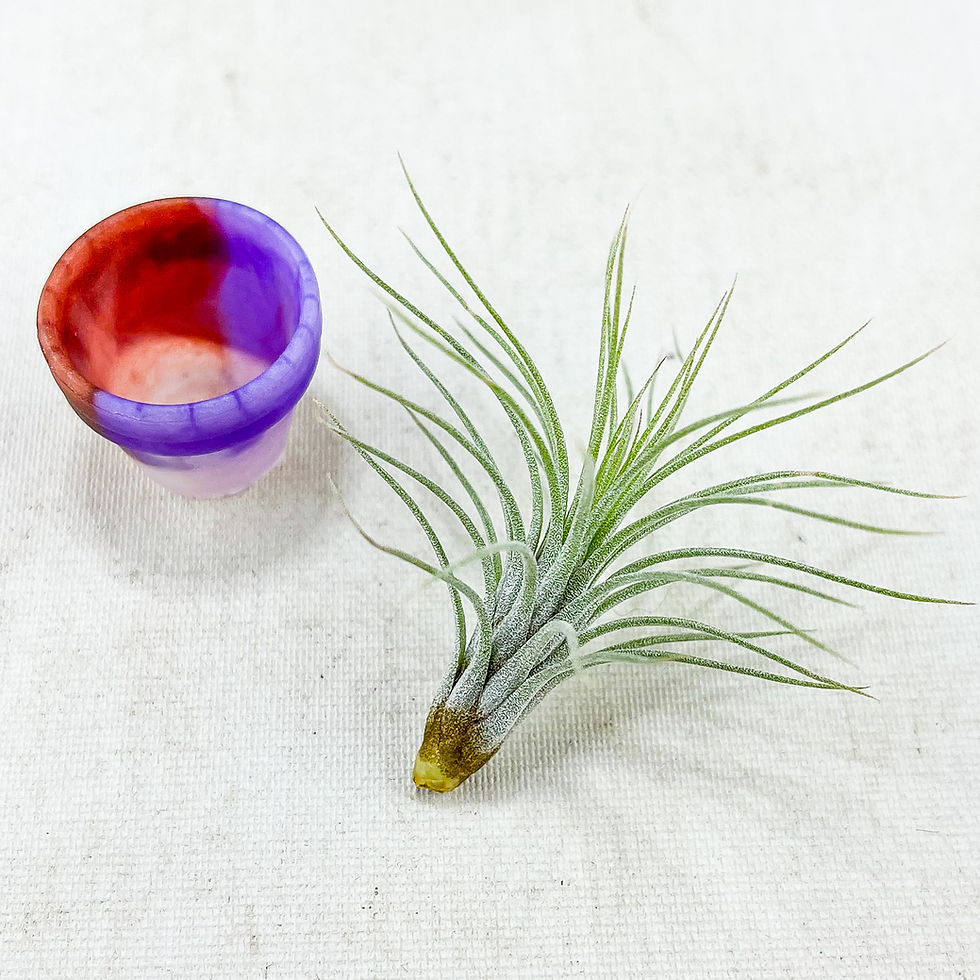 Küçük resim: Tillandsia Funckiana Pup (S) - Yavru Hava Bitkisi Air Plant